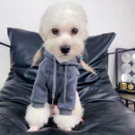 Essentials Dog Hoodie - Image 2