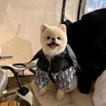 Diorr  Dog Rain Jacket - Image 3